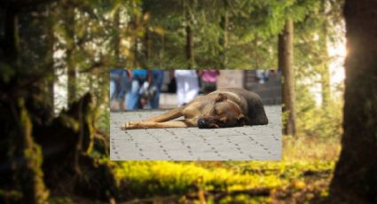 ¿Qué está pasando con los perros en Xochimilco? Esto es lo que sabemos