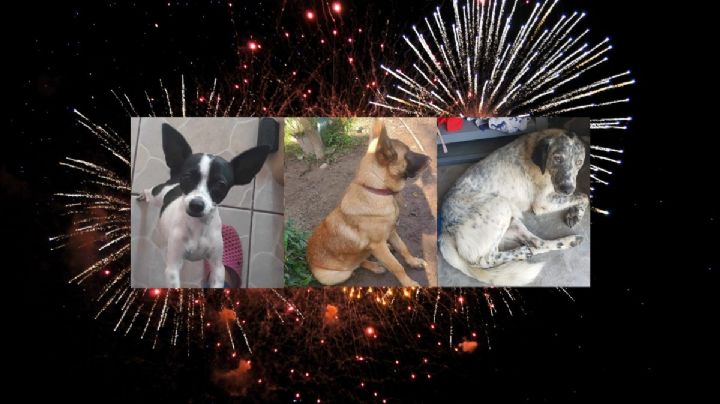 En Misantla, buscan a perritos que huyeron por pirotecnia de fin de año