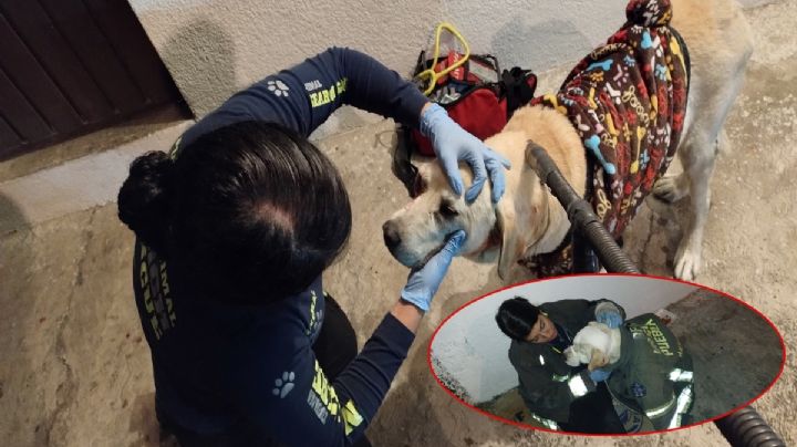 Le explota cohete a lomito en Puebla, su ojo resultó afectado; exigen justicia