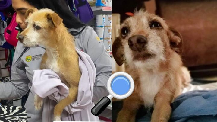 Ofrecen 10,000 pesos por Dubi, perrita perdida en Veracruz