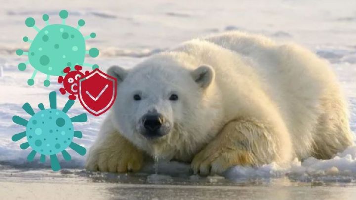 Alaska: Detectan la primera muerte de un oso polar por gripe aviar H5N1