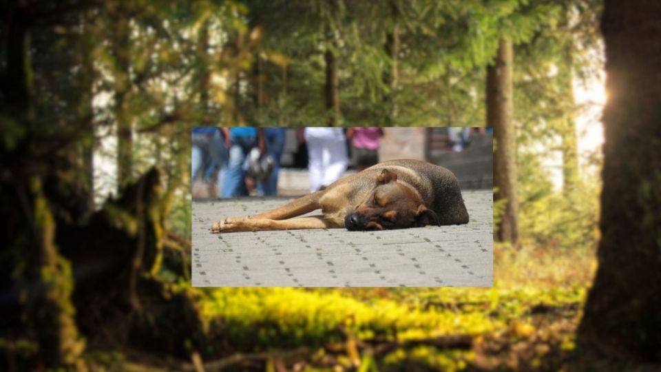 Suman 21 los perros hallados muertos, con signos de tortura en el Bosque de Nativitas.