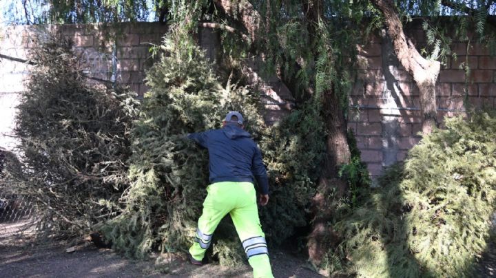 Así puedes reciclar tu árbol natural de Navidad en Irapuato