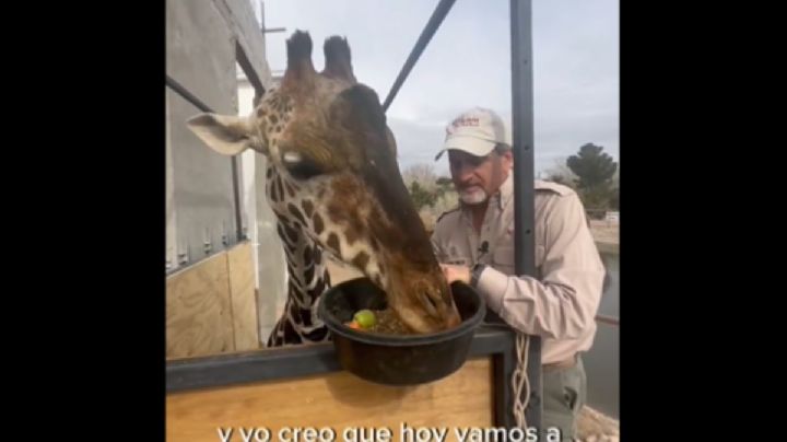 La jirafa "Benito" podría viajar hoy a su nuevo hogar en Puebla; "vamos a salir en la tardecita"