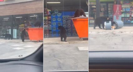 Avistan a familia de osos en Monterrey; buscan comida afuera de una tienda | VIDEO