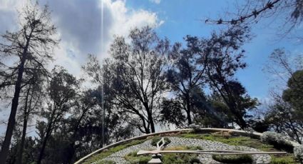 Plaga mata más de un centenar de árboles en Parque Pasteur, alcaldía prepara tala