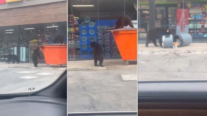 Avistan a familia de osos en Monterrey; buscan comida afuera de una tienda | VIDEO