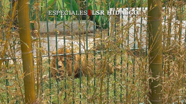 Lucky y Lotus, sobrevivieron al maltrato en Black Jaguar-White Tiger; se rehabilitan en Tizayuca