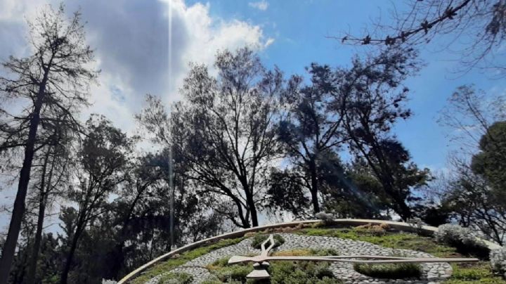 Plaga mata más de un centenar de árboles en Parque Pasteur, alcaldía prepara tala