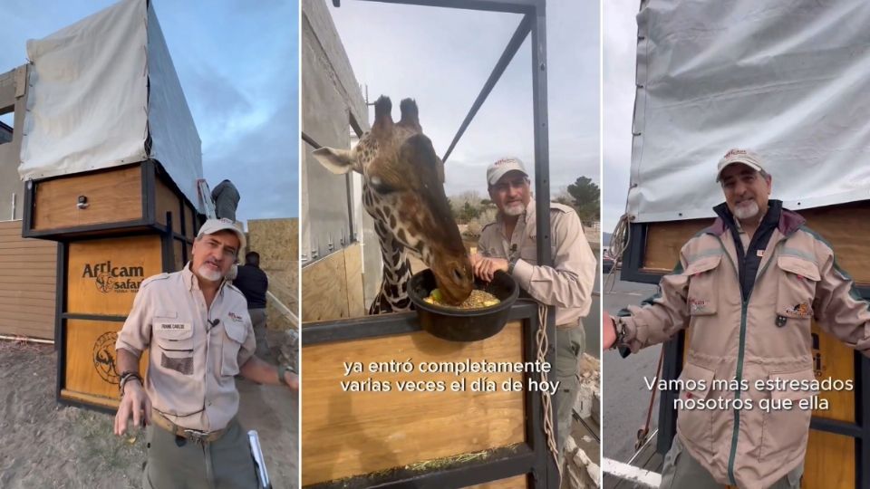 Expertos del parque Africam Safari acondicionaron una caja especial en la que podrá viajar lo más cómodamente posible para cruzar el país