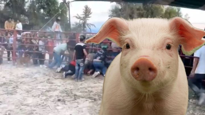 Tradicional puerco encebado termina en batalla campal; ocurrió en Hidalgo  I Video