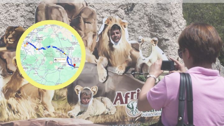 ¿Cómo llegar desde la CDMX a Africam Safari para conocer a la jirafa Benito?