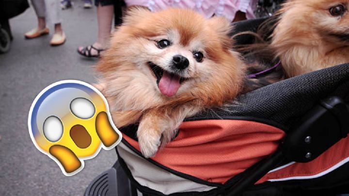 Estas son las plazas comerciales pet friendly en la CDMX que puedes visitar este 14 de febrero