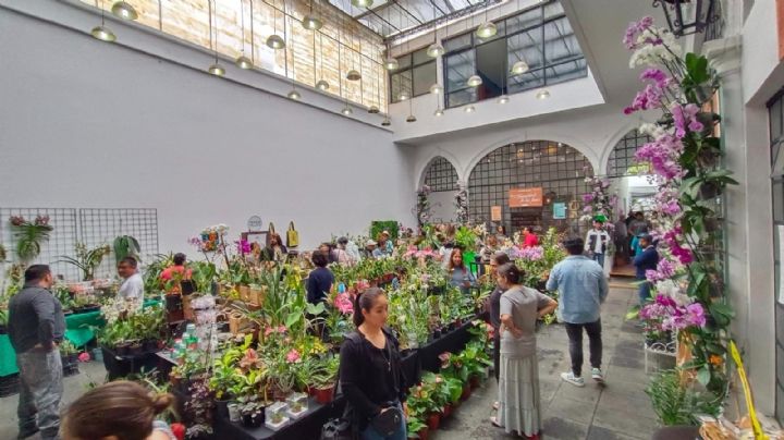 En puerta, el festival más grande de México para preservación de orquídeas