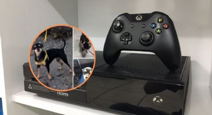 Dueño ofrece su Xbox en recompensa por Yanka, perrita perdida en Veracruz