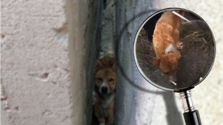 Lo más heroico que verás: rescatan a lomito que quedó atrapado entre bardas | FOTOS