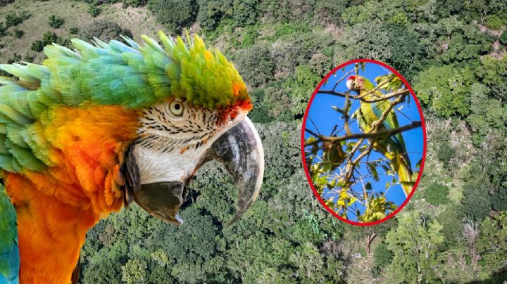 Segundo avistamiento de guacamayas verdes en este municipio de Hidalgo I Fotos