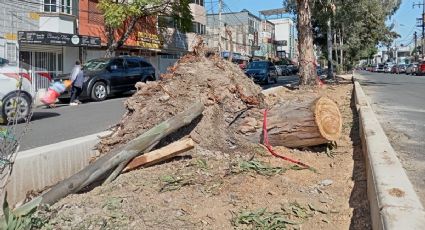 Caída de árbol en Bosques de Aragón "fue el colmo", vecinos denuncian inseguridad y falta de agua