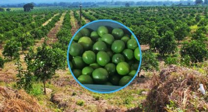 Heladas en Estados Unidos impiden exportación de limón de Veracruz