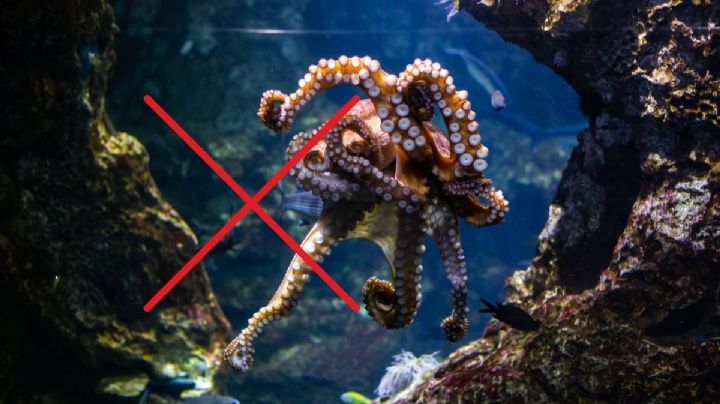 ¿Hasta cuándo terminará la veda temporal de pulpo en el estado de Veracruz?