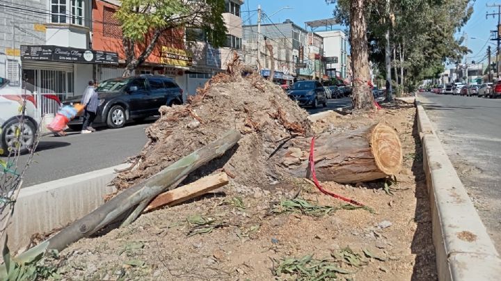 Caída de árbol en Bosques de Aragón "fue el colmo", vecinos denuncian inseguridad y falta de agua