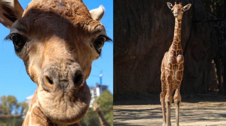¡Ternurita! Jirafa bebé causa ternura a chilangos, así puedes votar para ponerle nombre | FOTOS