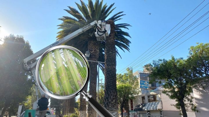 Científicos aplican vacuna experimental a palmera ‘moribunda’ infectada por hongos en Pachuca