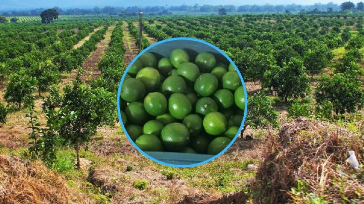 Heladas en Estados Unidos impiden exportación de limón de Veracruz