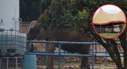 Primero la jirafa Benito y ahora una elefanta maltratada en León