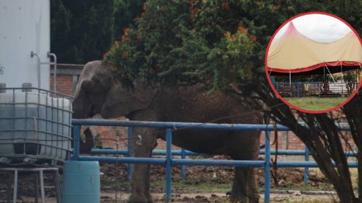 Primero la jirafa Benito y ahora una elefanta maltratada en León