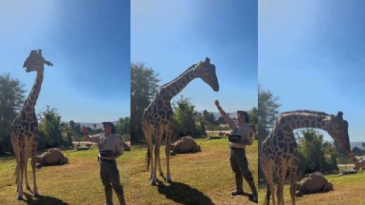 Benito, la jirafa se reunirá MAÑANA con su nueva familia en Africam Safari | VIDEO