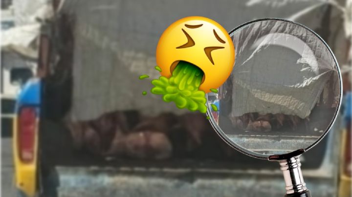 Captan insalubre manera de transportan carne en Pachuca