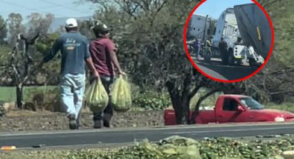 Rapiña: se roban chiles jalapeños tras accidente de camión | VIDEO