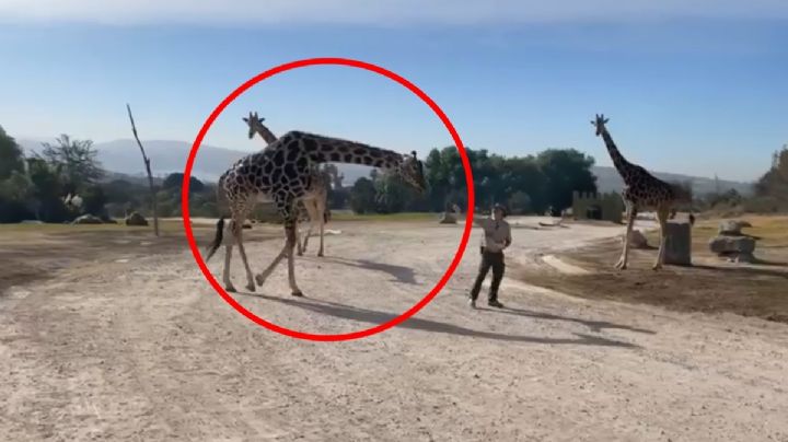 Jirafa Benito ya está en casa; así fue su reunión con su nueva manada | VIDEO