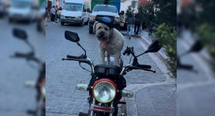 Conoce a Kamila, la perrita biker que viaja con estilo por Guanajuato