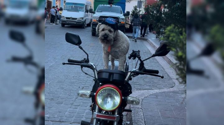 Conoce a Kamila, la perrita biker que viaja con estilo por Guanajuato
