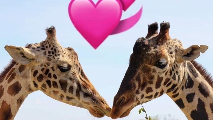 Benito: no solo lo rescataron, en Puebla halló el amor y una manada