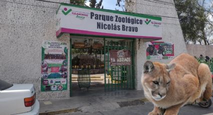 Puma que apareció en Tulancingo se quedará en zoológico, acopian árboles para su entorno