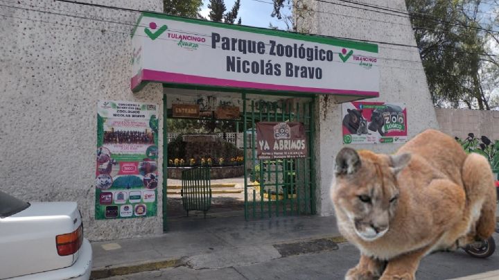 Puma que apareció en Tulancingo se quedará en zoológico, acopian árboles para su entorno