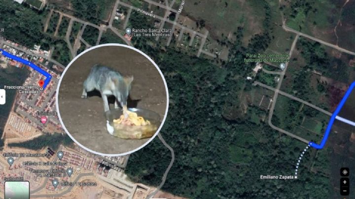 Avistan zorros en el fraccionamiento Cascada en Emiliano Zapata