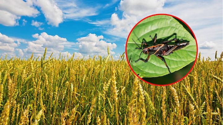 Cultivos de maíz, frijol y trigo enfrentan nueva amenaza en Edomex