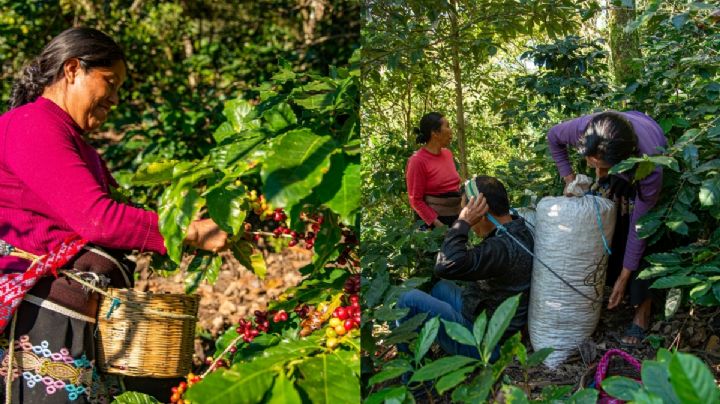 Café en riesgo por cambio climático e inflación; cafeteros chiapanecos en crisis