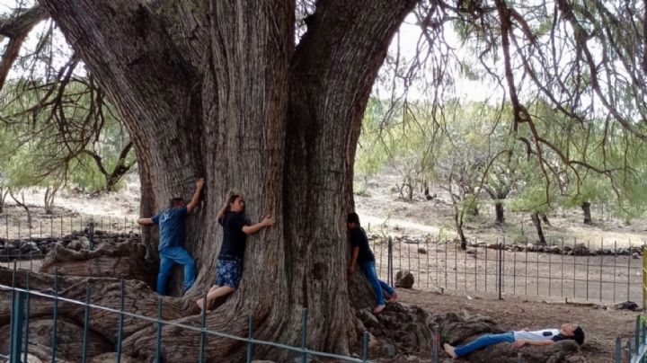 Descubre el gigante y místico árbol ahuehuete de Guanajuato