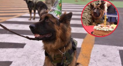 Celebra Arkadas, perro rescatista donado por Turquía con pastel e invitados