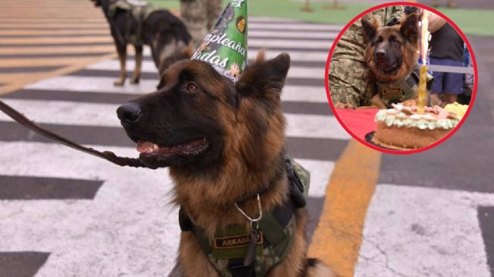 Celebra Arkadas, perro rescatista donado por Turquía con pastel e invitados