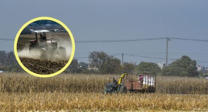 Cabañuelas: Así es el método con el que podrías pronosticar el clima en este 2024