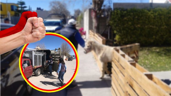 Patean y tiran a pony en nuevo caso de maltrato animal en Hidalgo; esto se sabe del caso | VIDEO