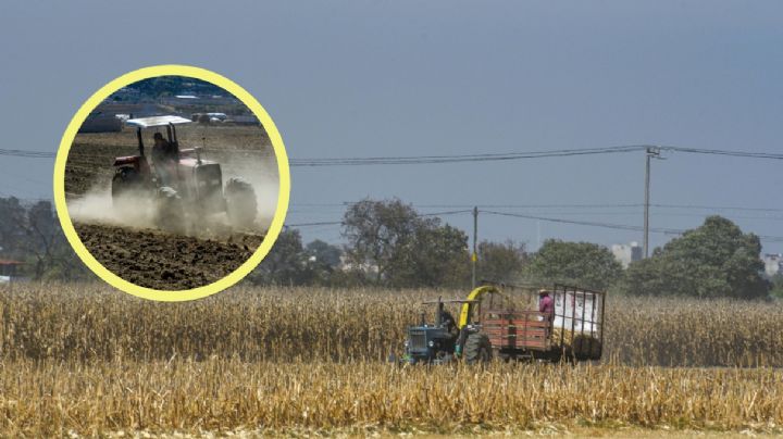 Cabañuelas: Así es el método con el que podrías pronosticar el clima en este 2024