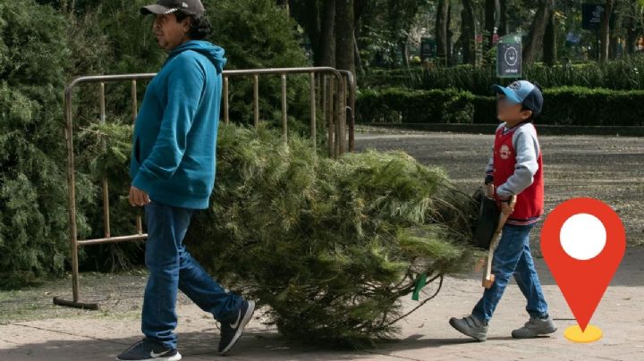 Estos son los centros de acopio en Xalapa para reciclar tu árbol de Navidad