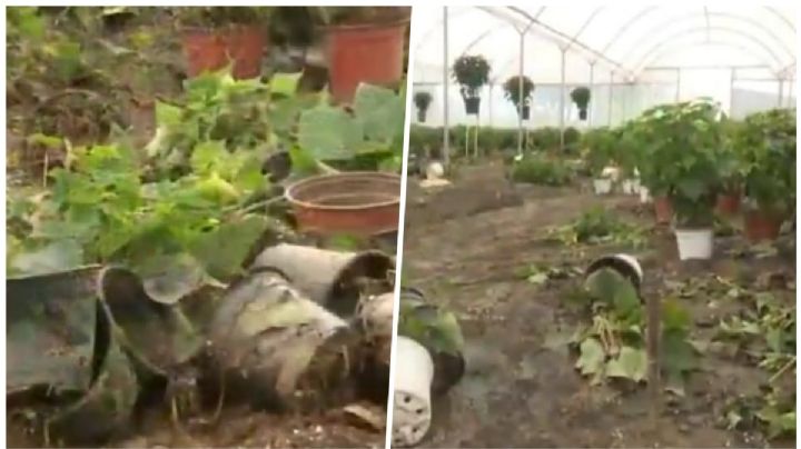 Plantas de nochebuena mueren por la lluvia de Atlixco